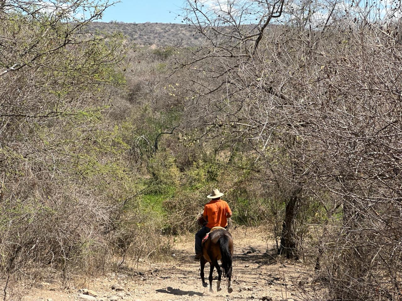 Un caballo en medio del bosque Descripción generada automáticamente