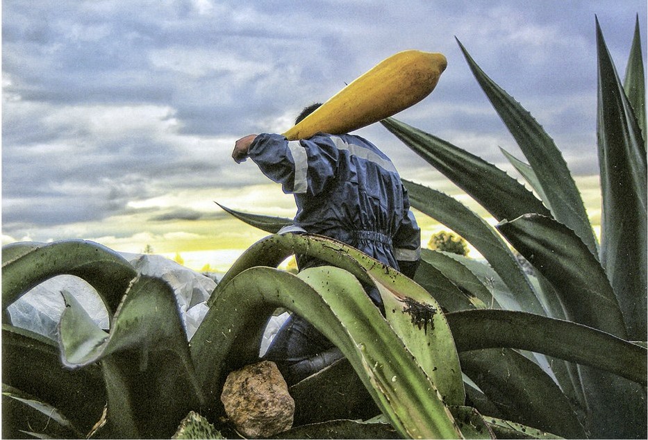 Imagen que contiene planta, pequeño, fruta, agua Descripción generada automáticamente