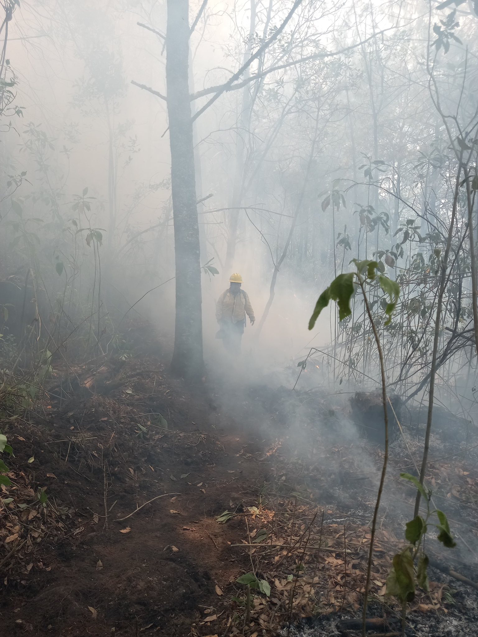 Puede ser una imagen de fuego y árbol