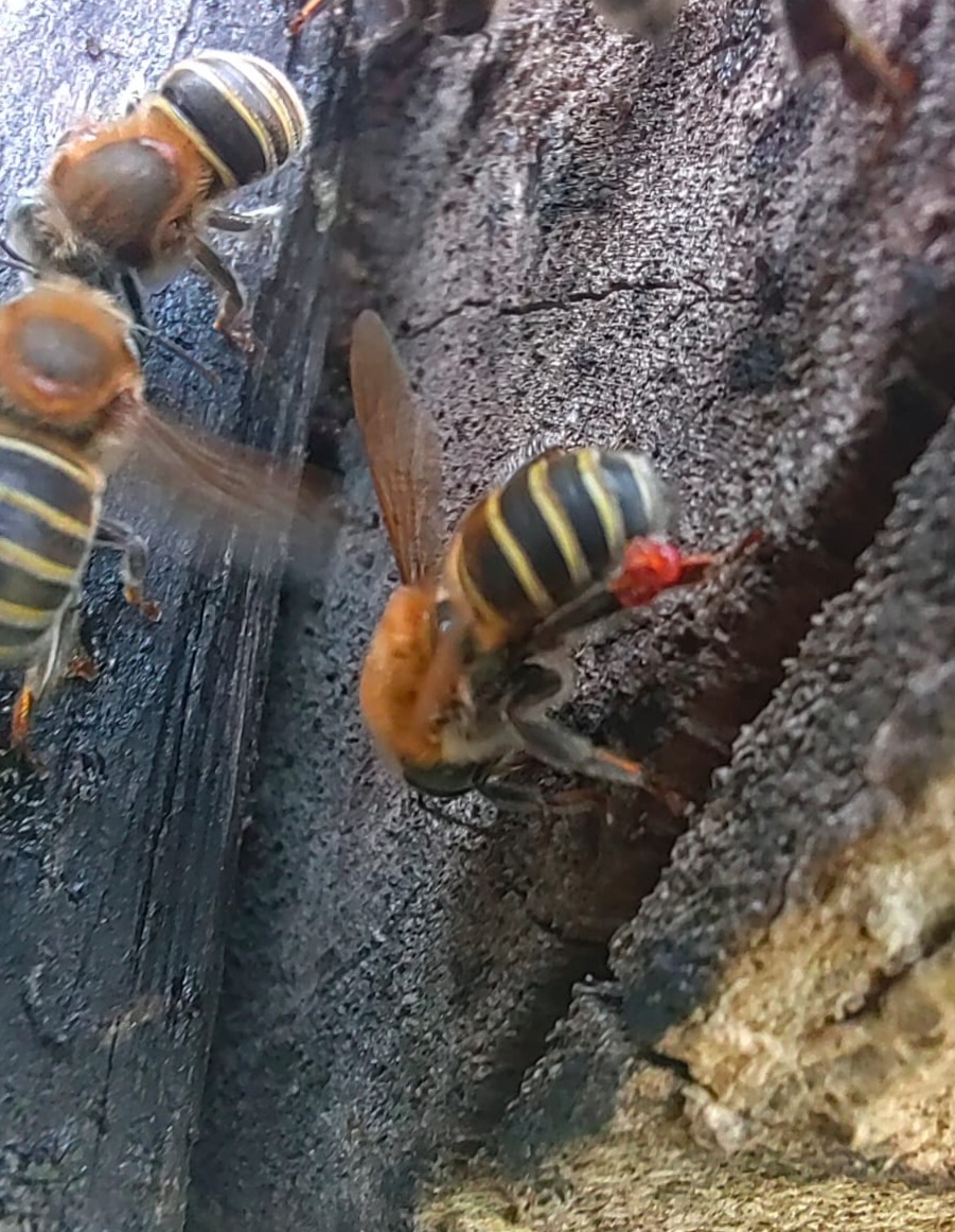 Un insecto sobre una roca El contenido generado por IA puede ser incorrecto.