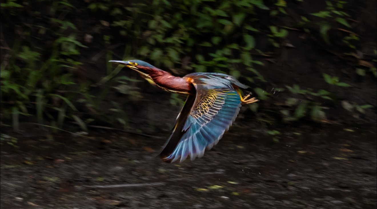 Ave parada en el pasto El contenido generado por IA puede ser incorrecto.
