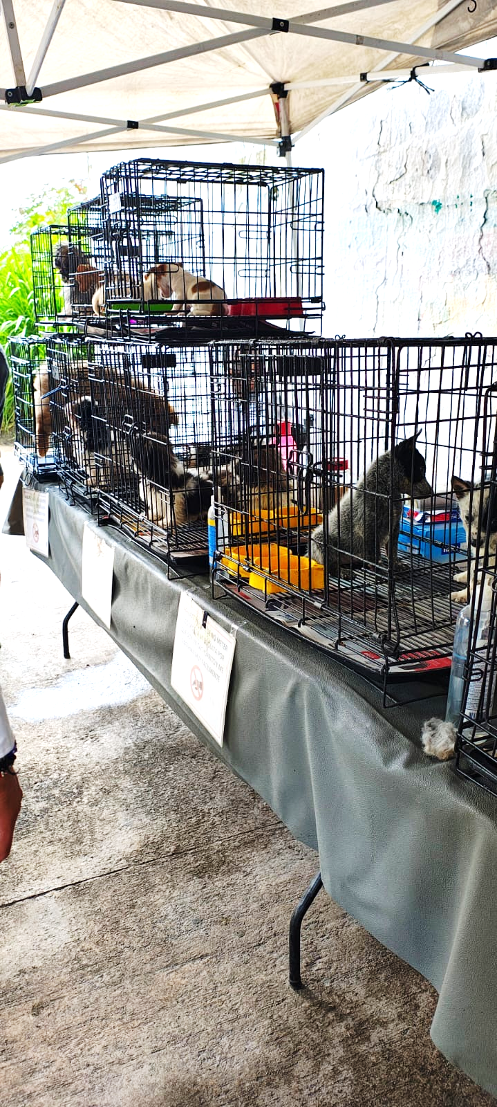 Un grupo de personas en una jaula El contenido generado por IA puede ser incorrecto.