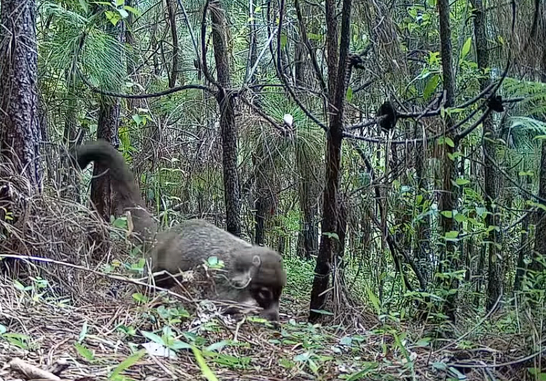 Un oso en el bosque El contenido generado por IA puede ser incorrecto.