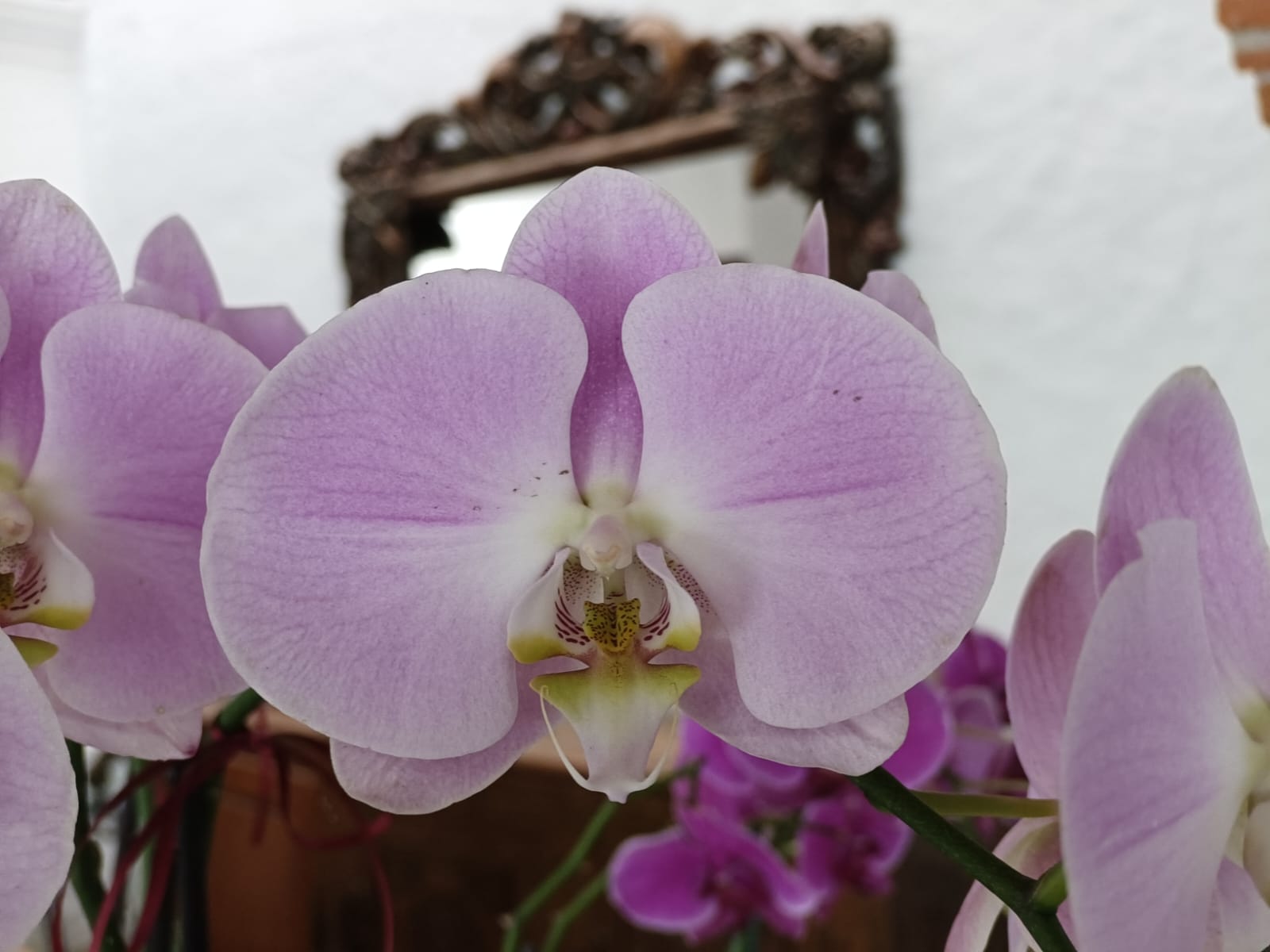 Una flor rosa El contenido generado por IA puede ser incorrecto.