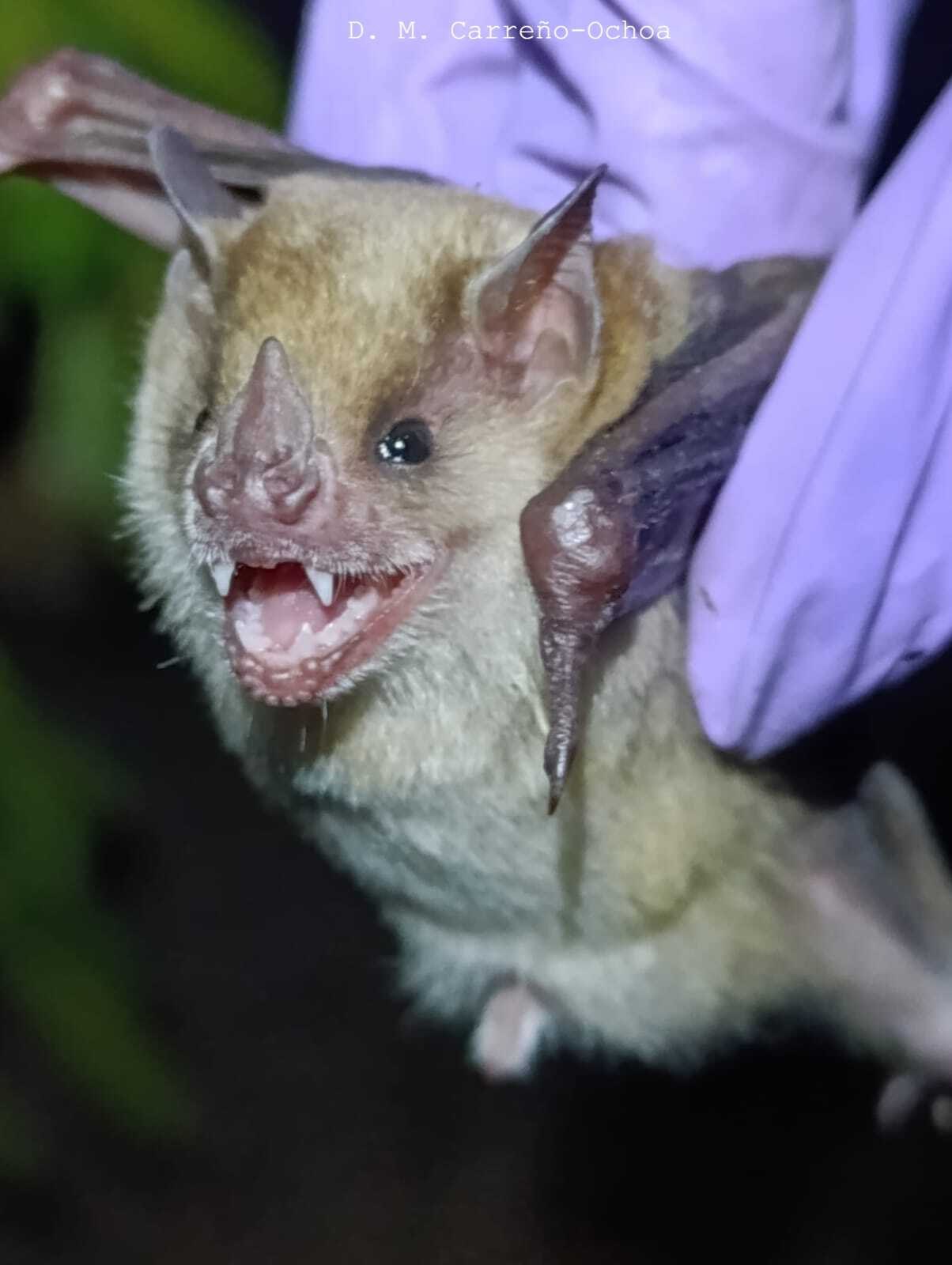 Imagen en blanco y negro de un animal El contenido generado por IA puede ser incorrecto.