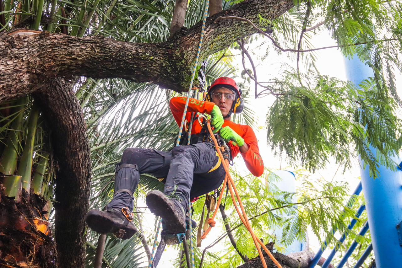 Imagen que contiene exterior, árbol, hombre, grande El contenido generado por IA puede ser incorrecto.
