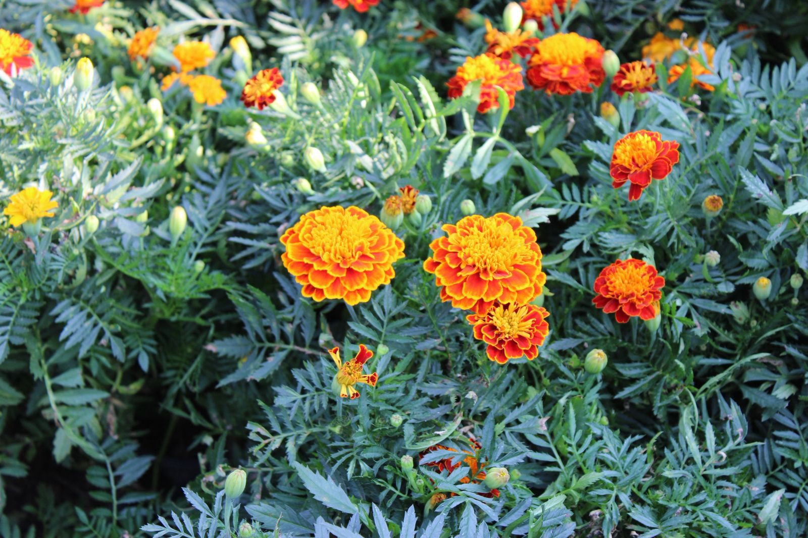 Un jardín con flores de colores El contenido generado por IA puede ser incorrecto.