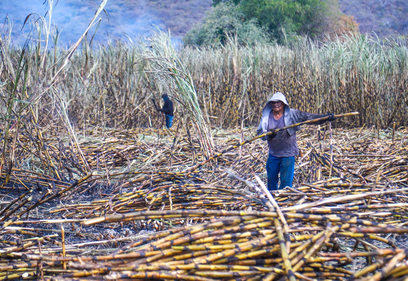Imagen que contiene pasto, exterior, pájaro, parado El contenido generado por IA puede ser incorrecto.