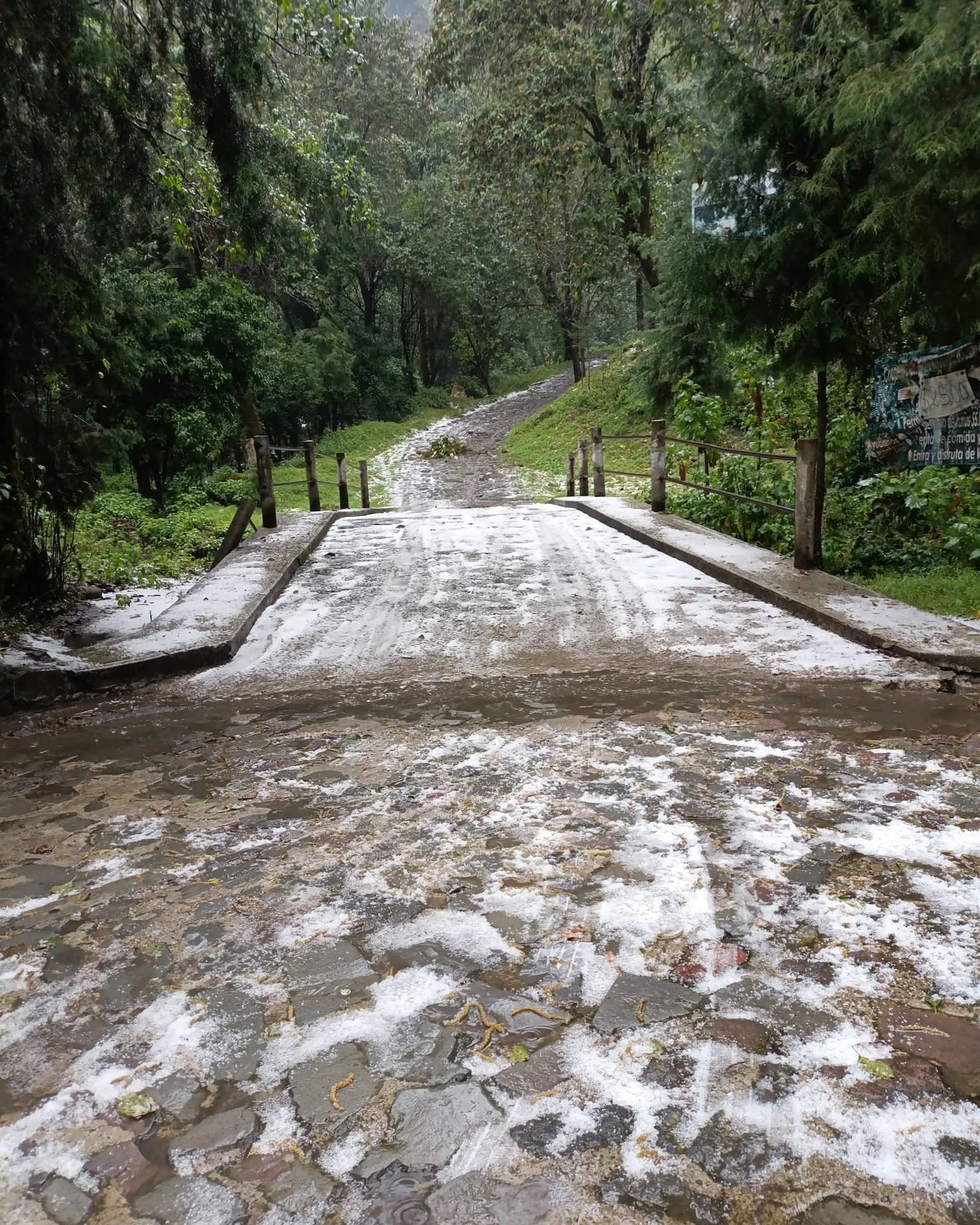 Un bosque con nieve El contenido generado por IA puede ser incorrecto.