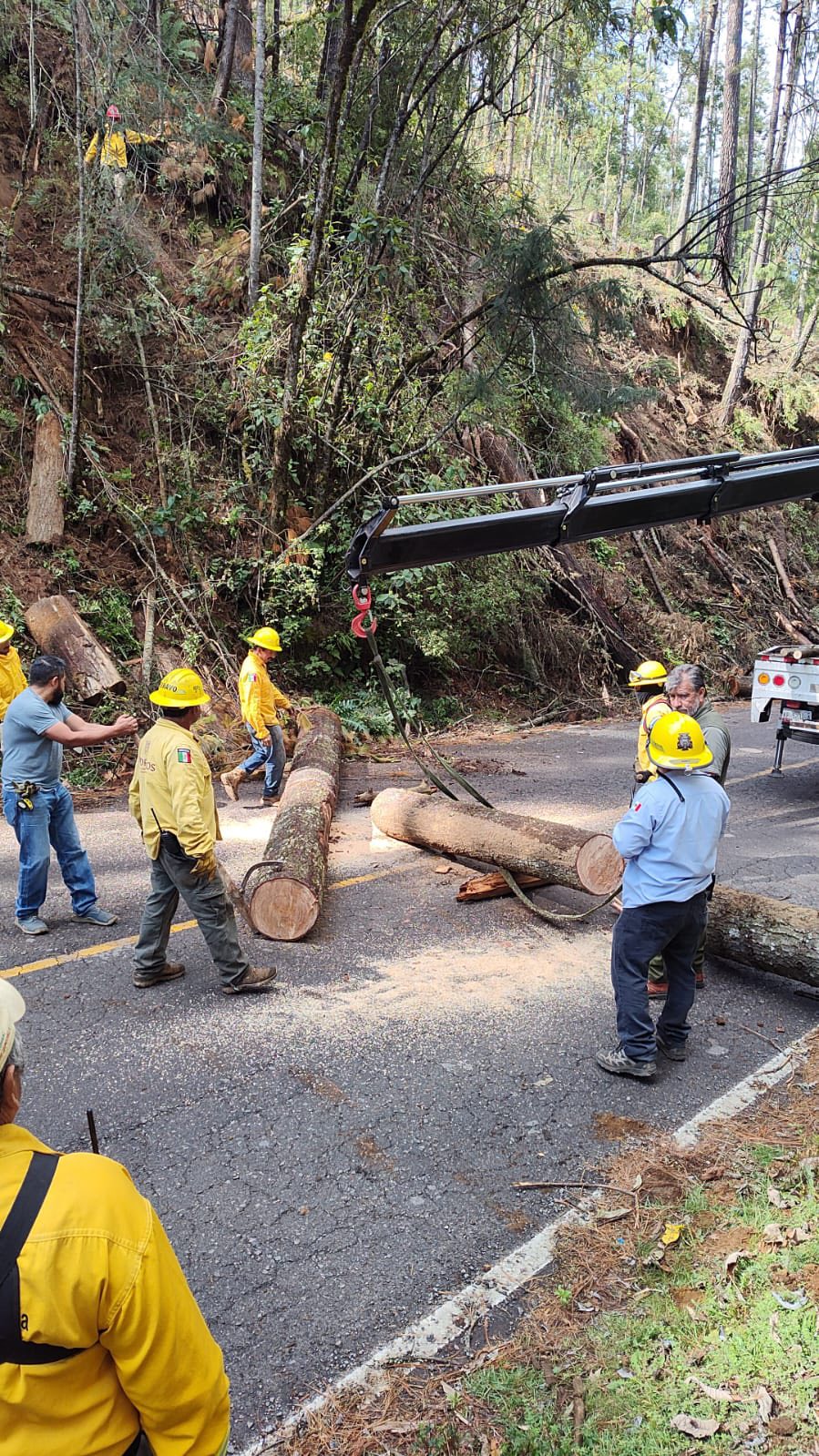 Un grupo de personas caminando en un bosque El contenido generado por IA puede ser incorrecto.