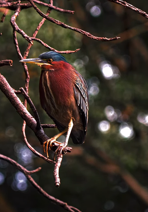Un pájaro sobre una rama de árbol El contenido generado por IA puede ser incorrecto.