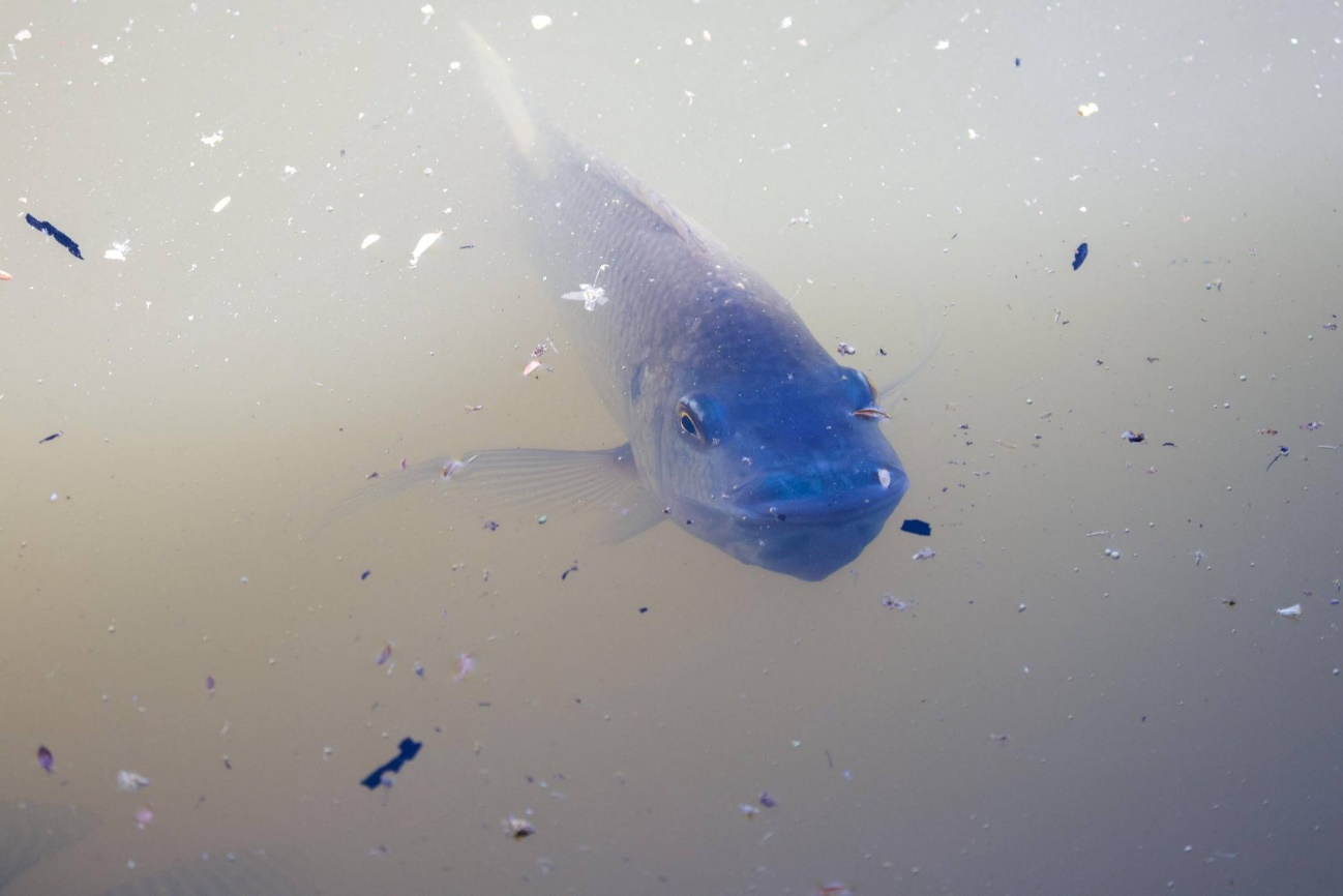 Un pájaro parado en un cuerpo de agua El contenido generado por IA puede ser incorrecto.