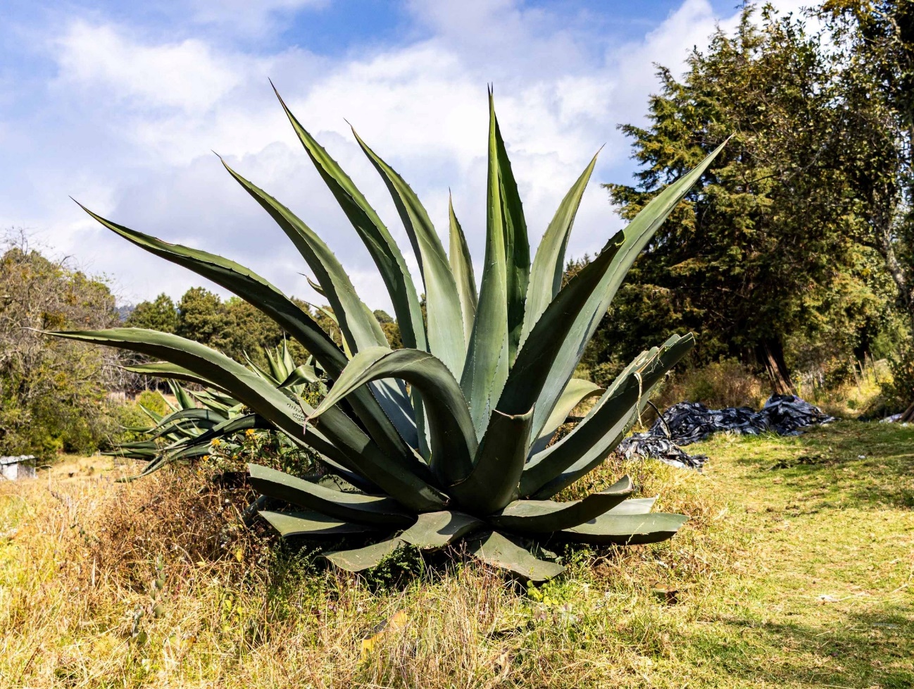 Una planta con hojas verdes El contenido generado por IA puede ser incorrecto.