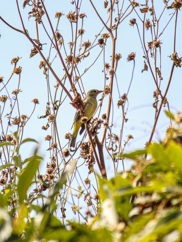 Una rama con hojas verdes El contenido generado por IA puede ser incorrecto.